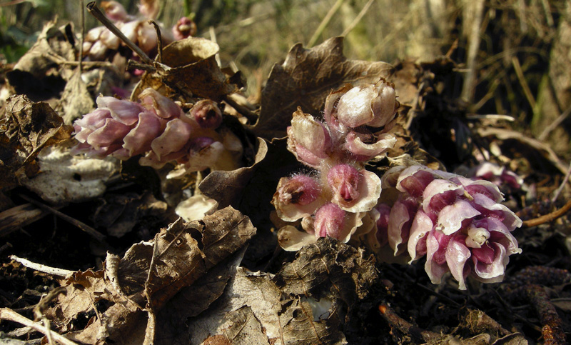 Lathraea squamaria - Latrea squamosa - nel Chianti